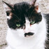 Miecat