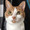 青 猫