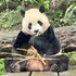 地瓜圓