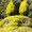 もろこしきお