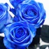 1000bluerose