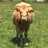 カマハム
