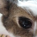 じゅんぺり