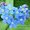 never-forget-me