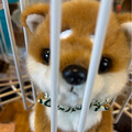 なおちゃんです20133