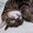 nachu0406