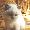 mohaircat9