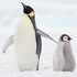 emperor penguin