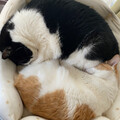 羊と栗鼠と猫