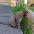 あいーだ