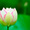 lotus-coco