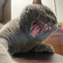 meow2meow