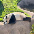 10panda06