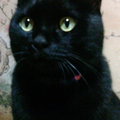 黒猫 ジジ