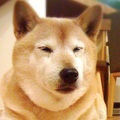 shiba.Y