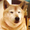 shiba.Y