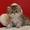 ペルシャゴールデンCAT