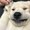 犬尾