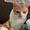 野良猫j