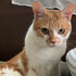 野良猫j