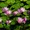 uhopapana