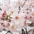 春の桜吹雪