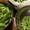 Reoyumi