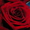 blue_rose_skull