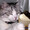 猫だけどほろ酔い