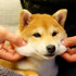 shiba5775