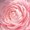 桜鬼