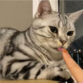 tomasuke