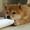 犬系男子