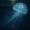 jellyfishmitsuki