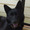 黒犬のはな