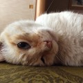 monozo