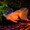 meat_985