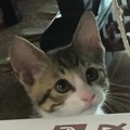 ゆうひママ