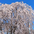 わっちょ0319