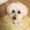 ユーザーのアイコン画像