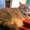 Orange22