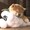 HaCHi