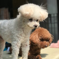 Peggyliu