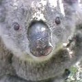 koala♪