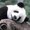 masterpanda