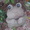 かれら♂