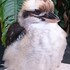 Laughing Kookaburra