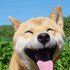 smilingshiba