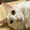 うえタコ
