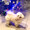 kenji77620